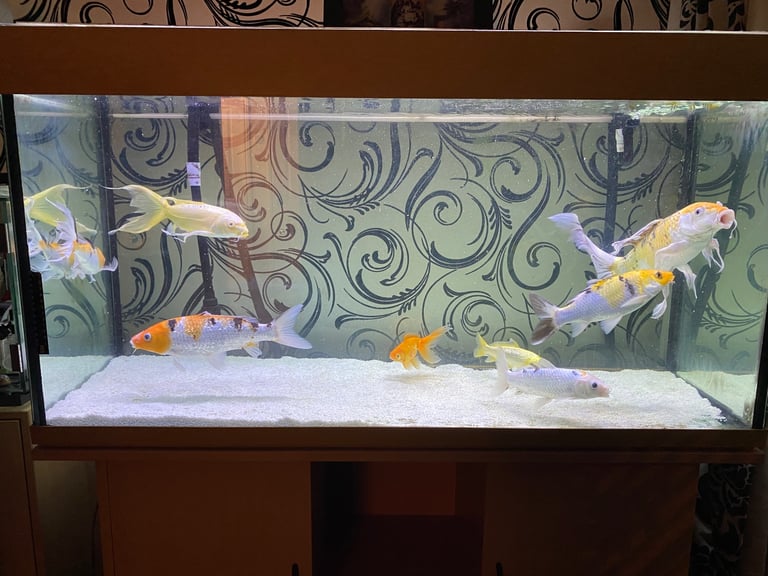 Fish tank and fish with cabinet