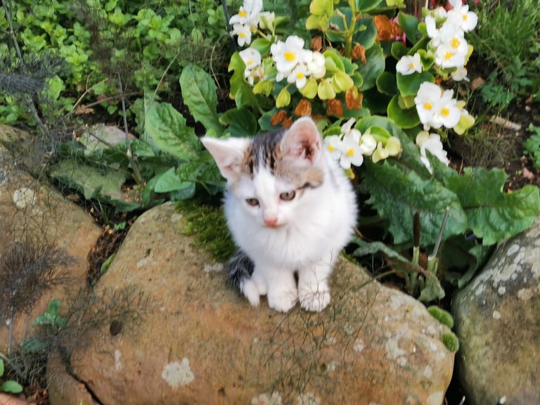 Kittens for sale Lisburn