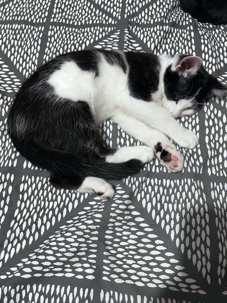 Last 2 beautiful kittens looking for new home urgently 