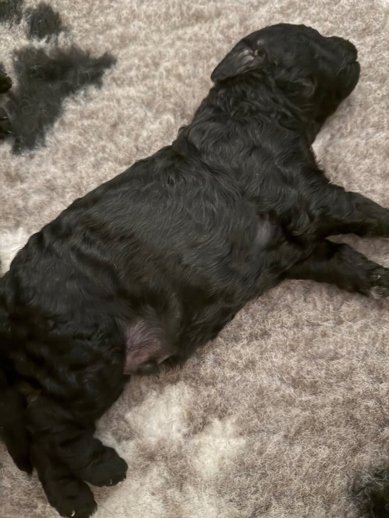 Cockapoo 
