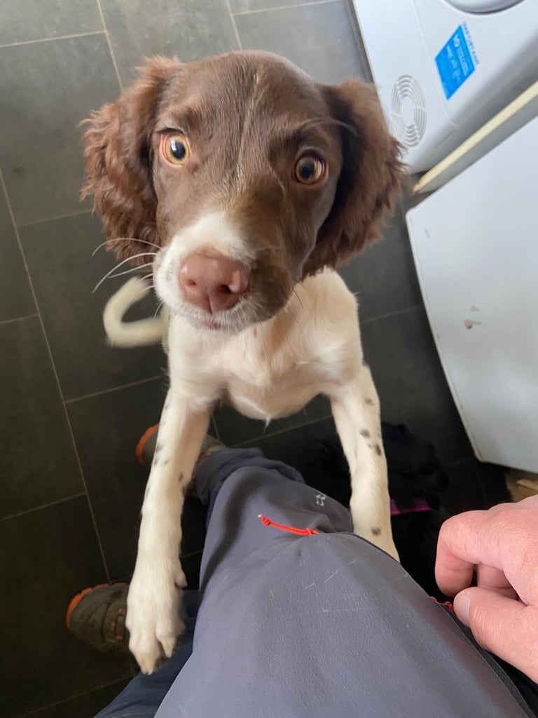 Beautiful girl looking for her forever family 