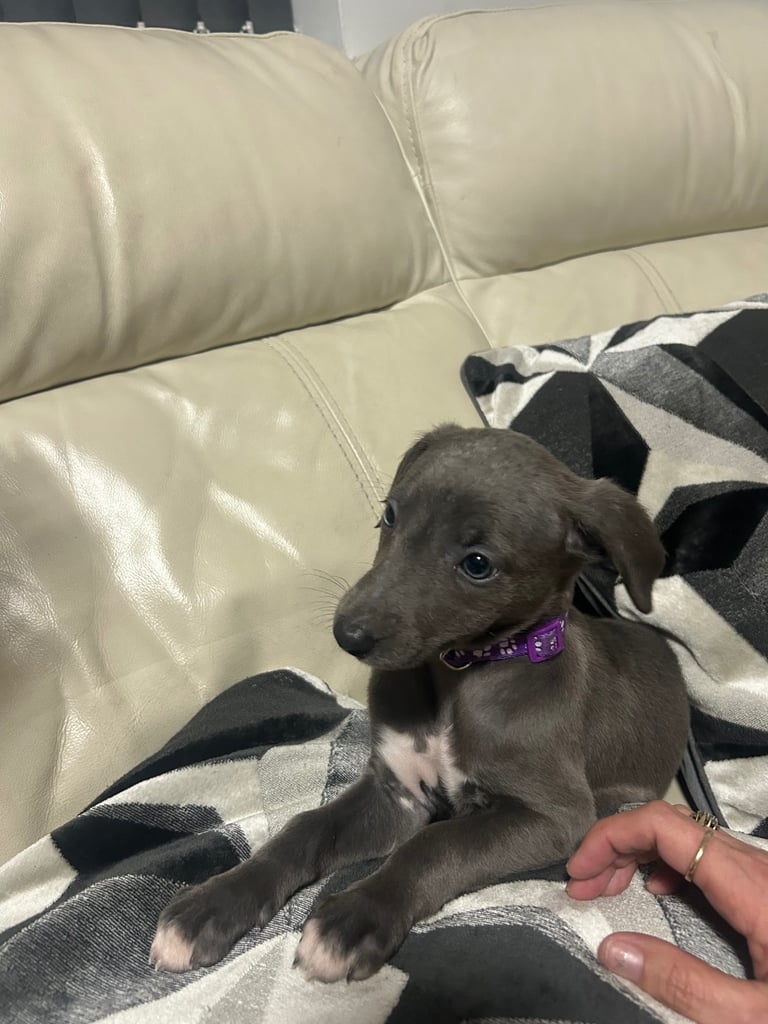 Whippet pups ready to go nice and small mother and farther