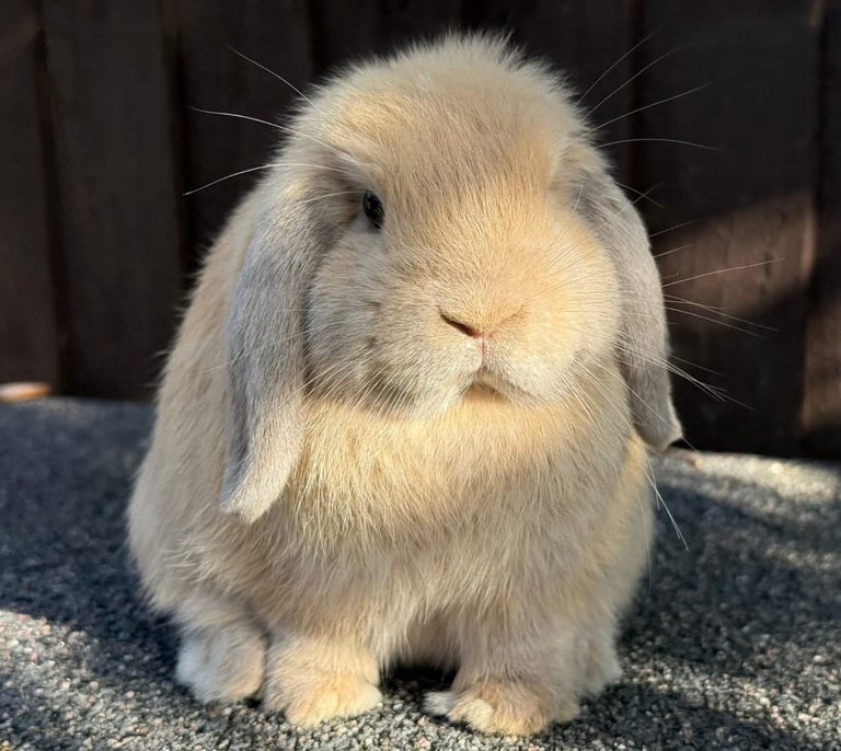 image for Lilac torte mini lop doe 