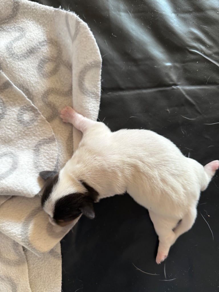 Jack Russell puppies 