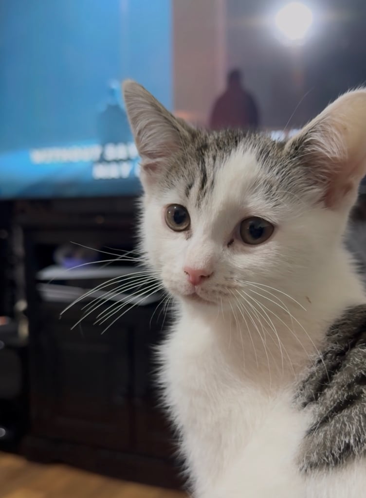 Beautiful kitten 9 week old 