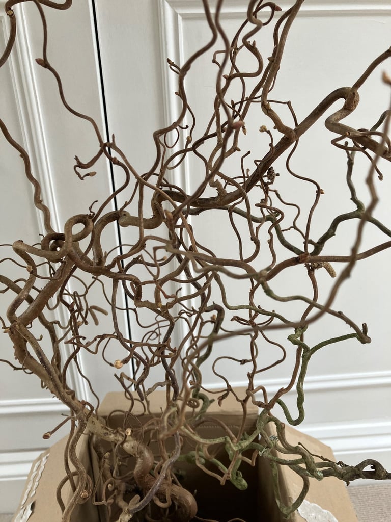Twisted/Corkscrew Hazel ideal for flower decoration. Collect Fulham