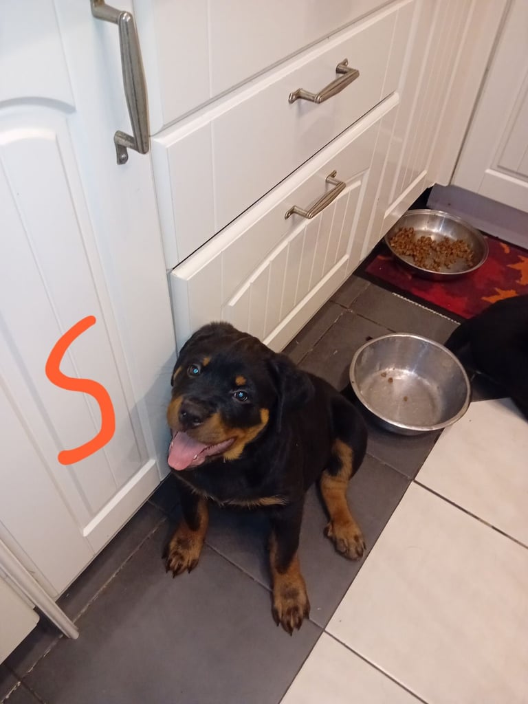  ROTTWEILER PUPS FOR SALE***KC REG***FULLY INJECTED***