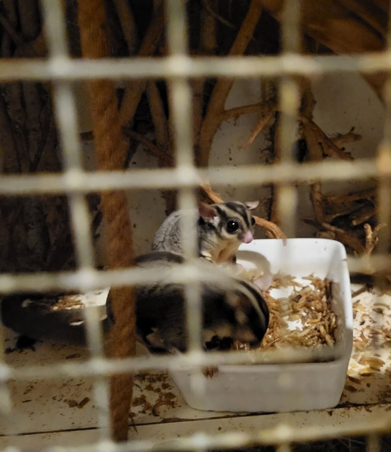 Sugar gliders
