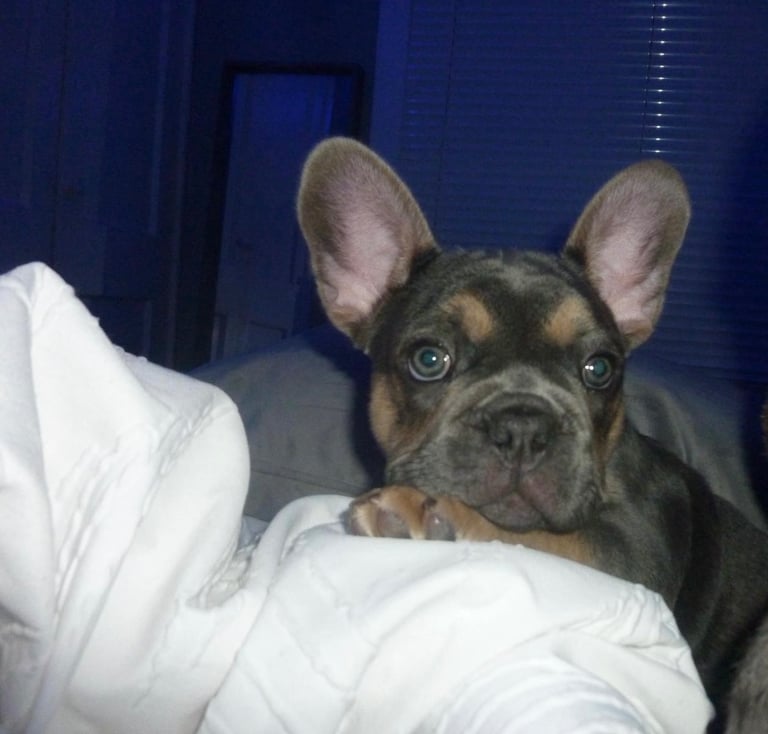 KC reg French bulldog puppy