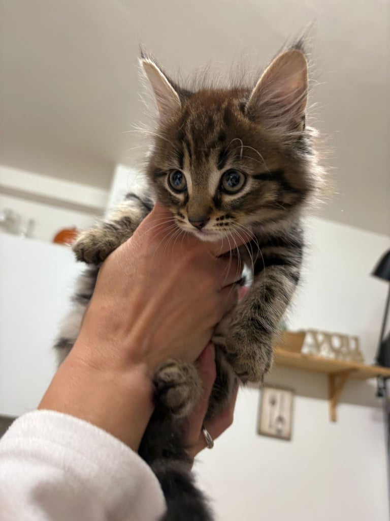 Cute tabby kittens looking lovely home