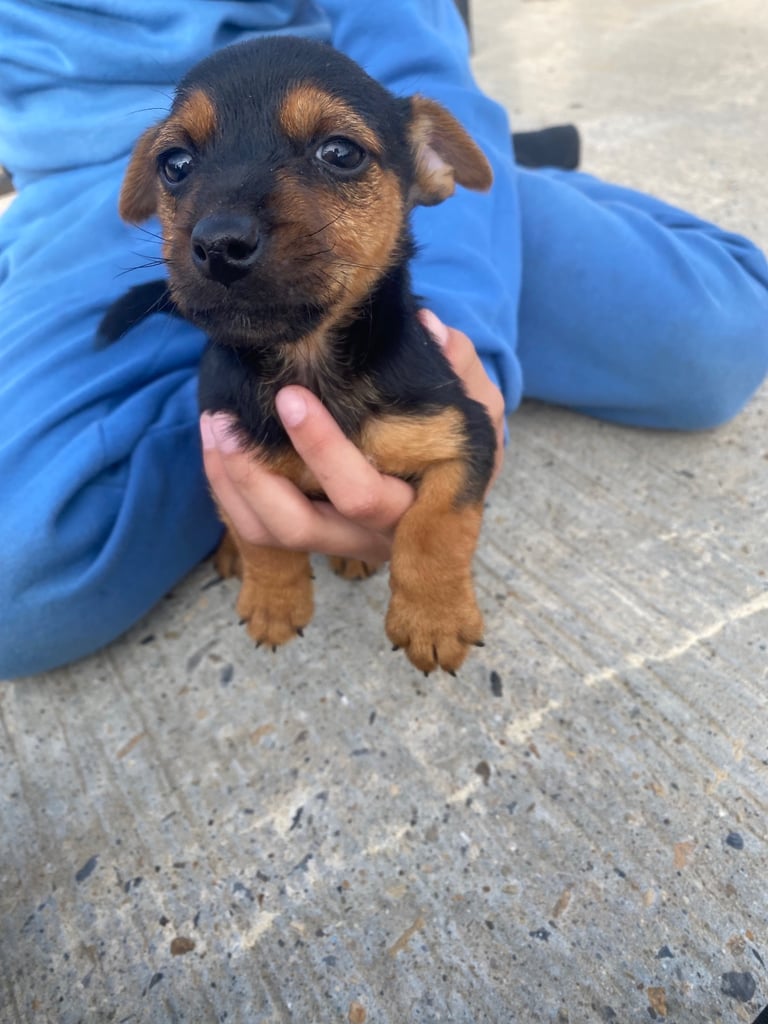Jack Russell puppies 
