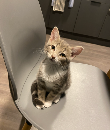 Adorable 12-Week Kitten + Food, Carrier, Toys & 20L Cat Litter – Ready Now!