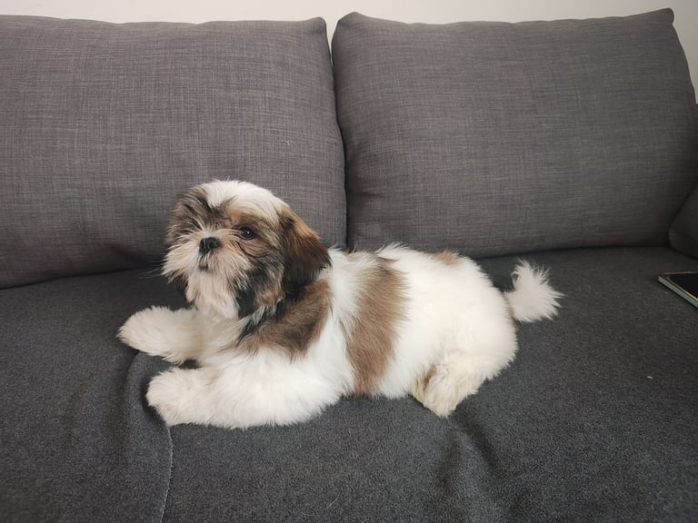 🐶Shih Tzu's Puppies🐶 1 girl 💚 left 