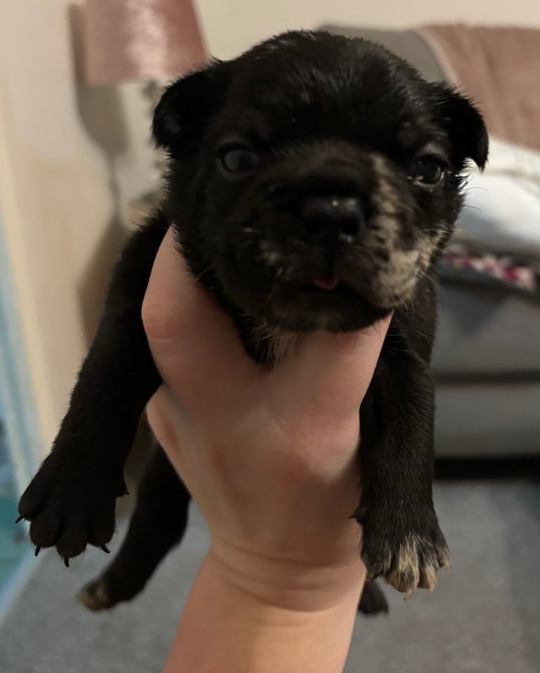 French bulldog puppies 