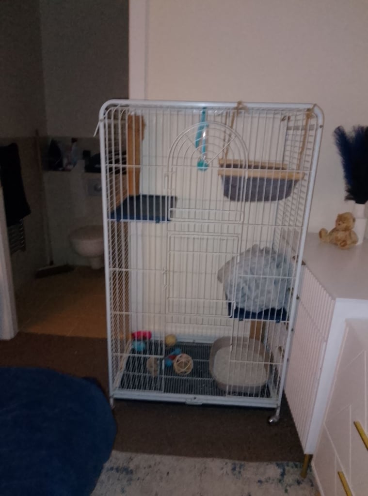 Parrot cage converted in to cat cage 
