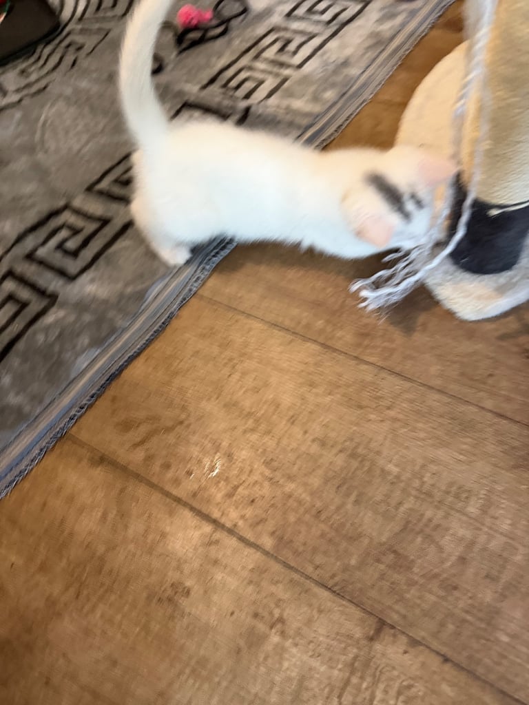 8weeks male kitten for sale 