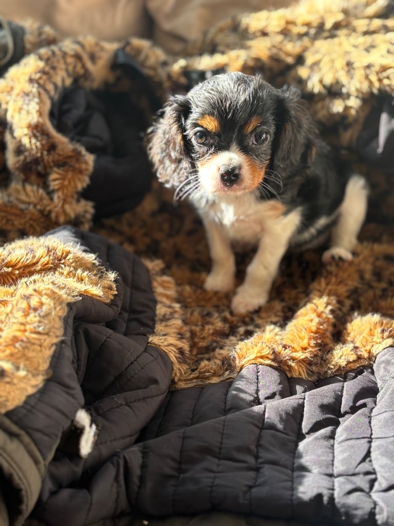Cavalier King Charles 