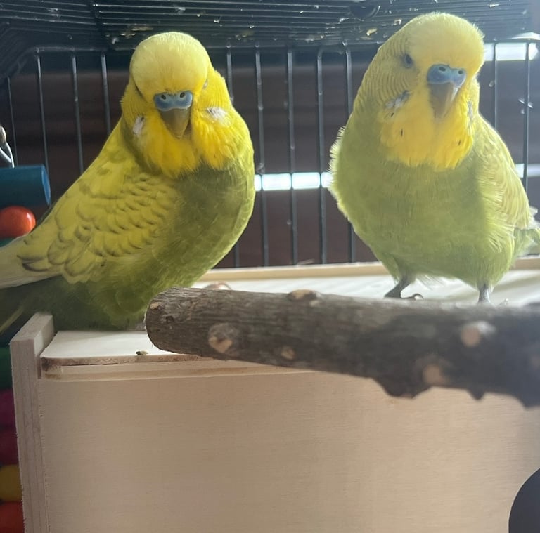 image for 5 budgies available for new homes 