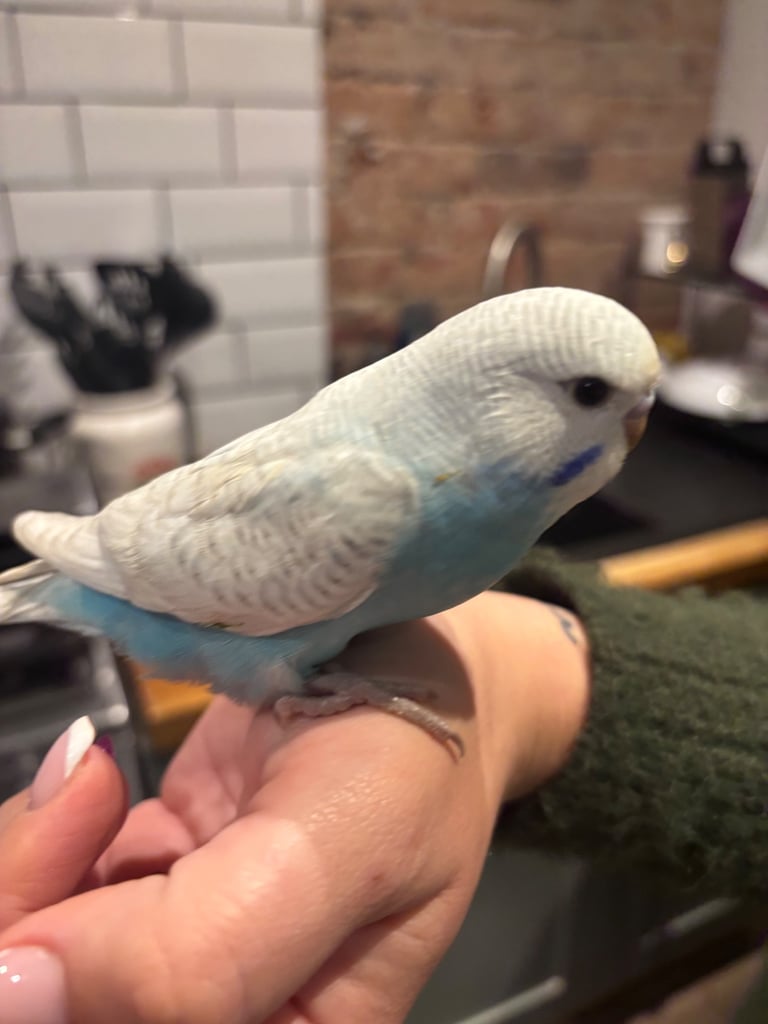 Hand tame budgie & set up(bargain)