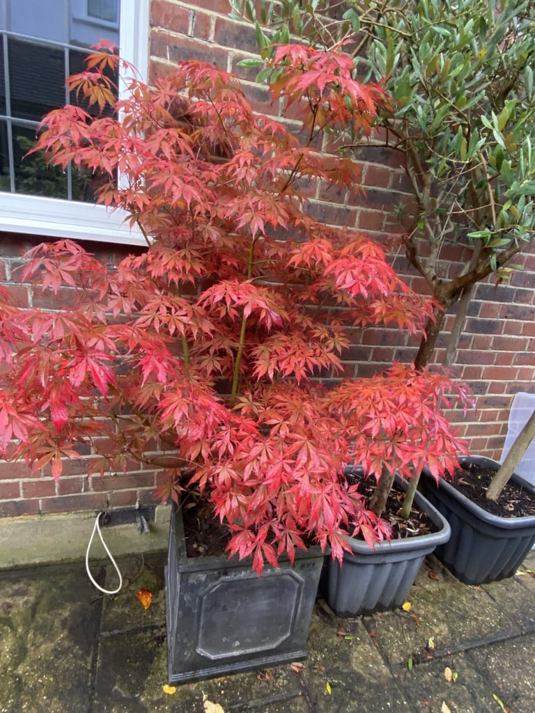 image for Stunning Red Acer Palmatum In a lovely Pot