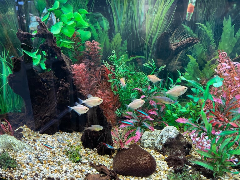 Jewel Rio 180 tank and cabinet and all accessories 
