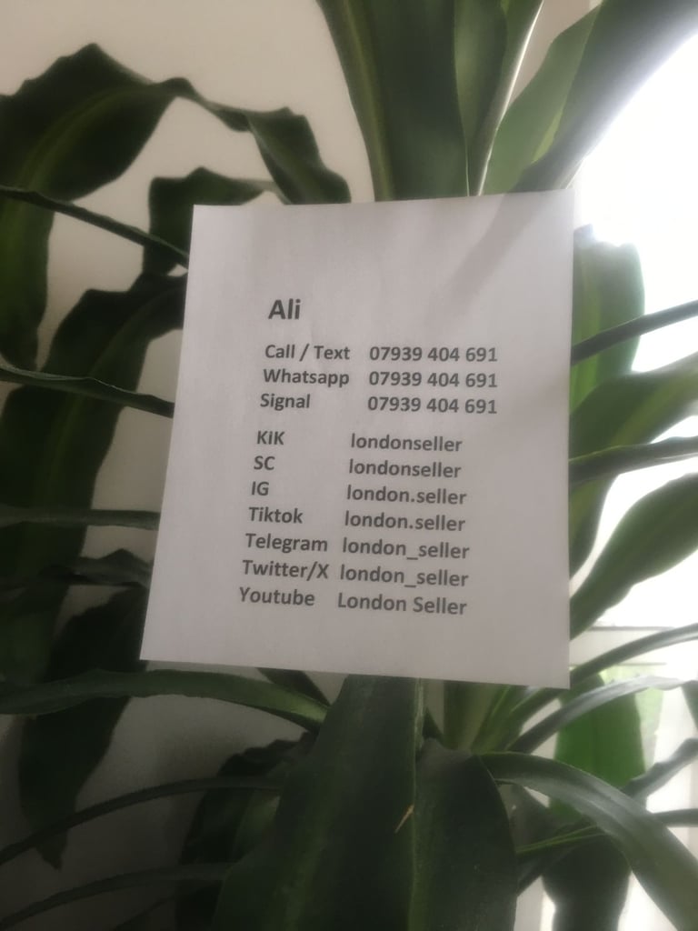 Massive Corn Plant only £70