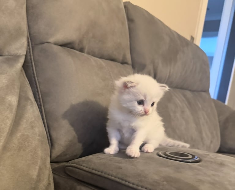 image for Gorgeous boy kitten RAGDOLL