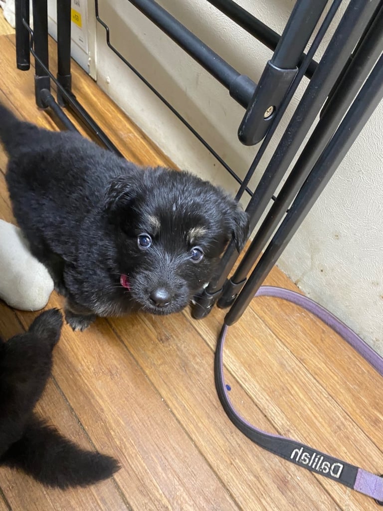 GERMAN SHEPHARD PUPPIES READY TO GO IN 1 WEEK