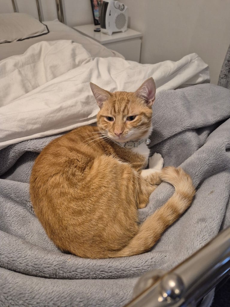 Needs a loving new home❤️