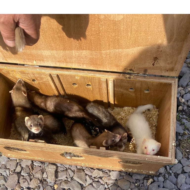Ferrets 