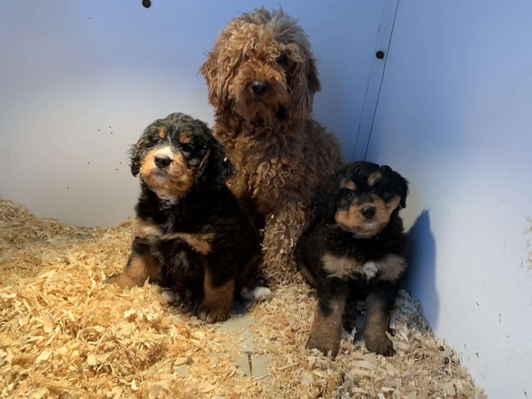 Bernedoodle pups