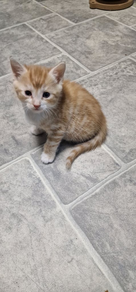 2 ginger boys and 2 mix girls