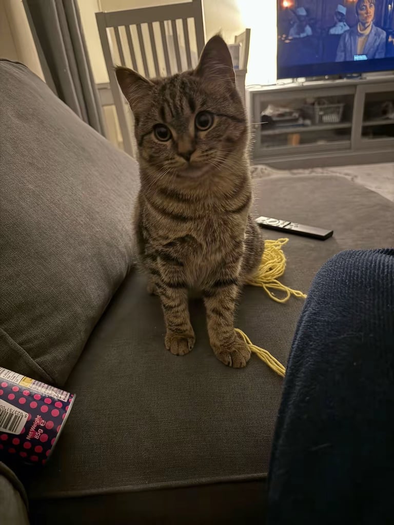 image for Boy neutered cat