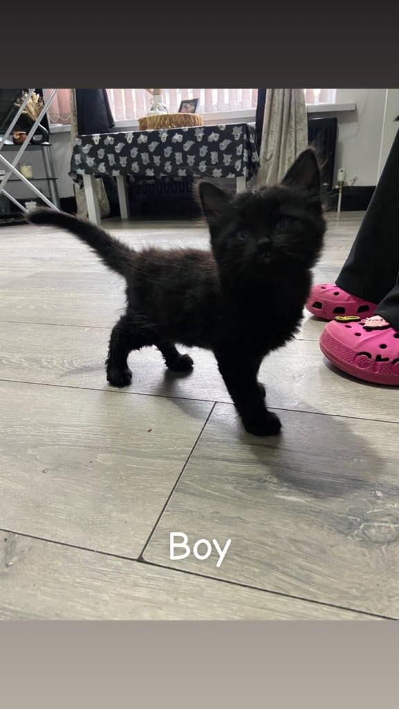 Beautiful kittens ready for there new homes 