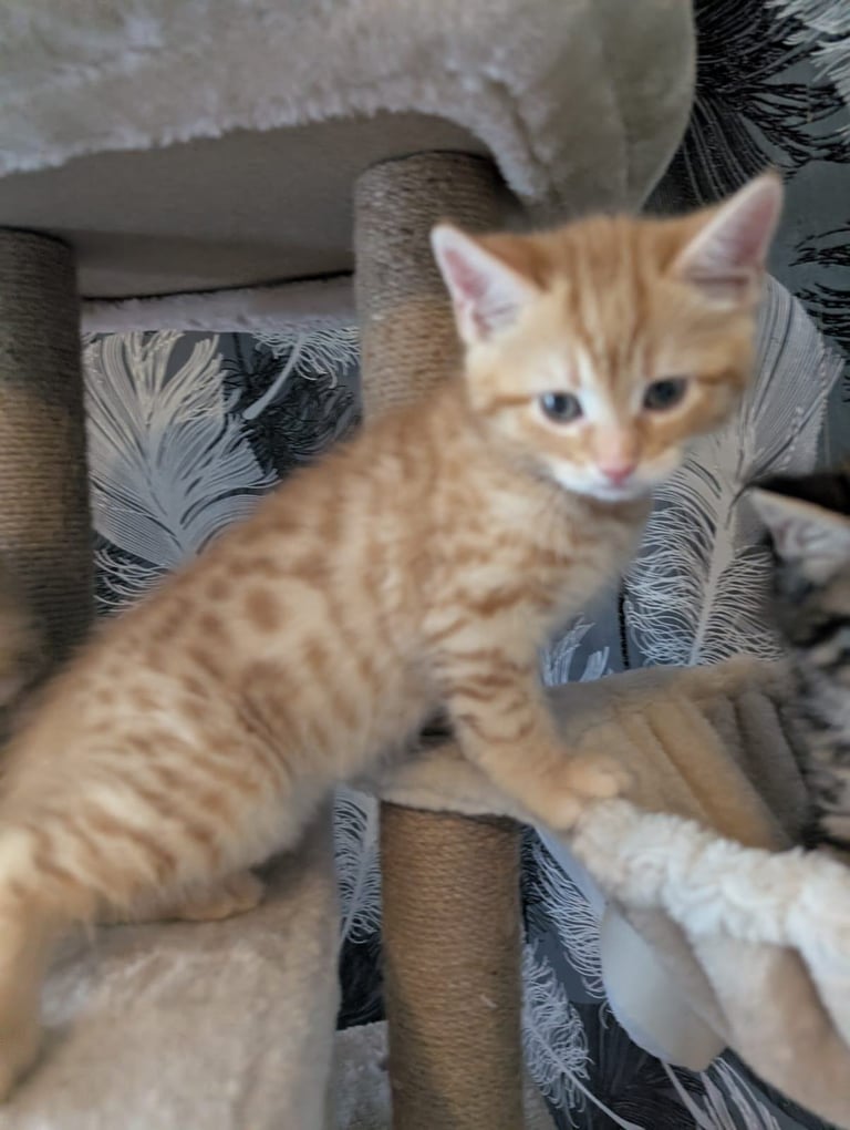 Kittens for sale 