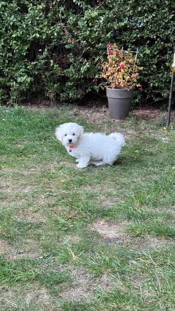 Maltese puppy