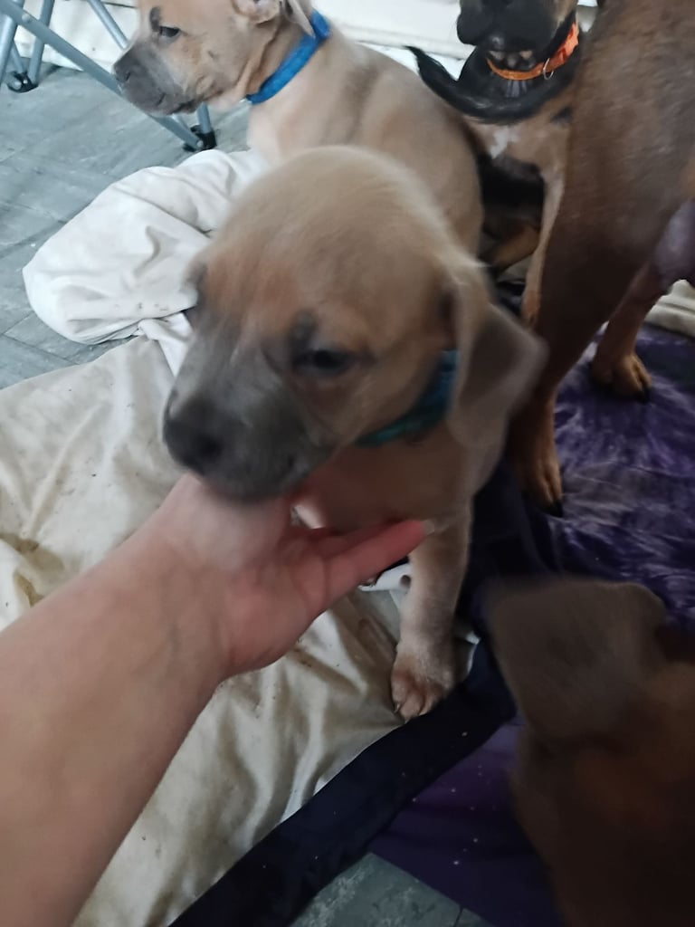 French x staffy x cocker spaniel 