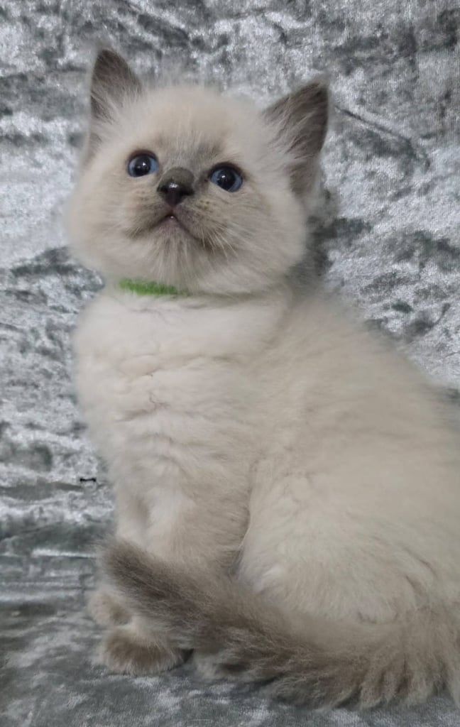 Stunning Ragdoll Male Kittens 