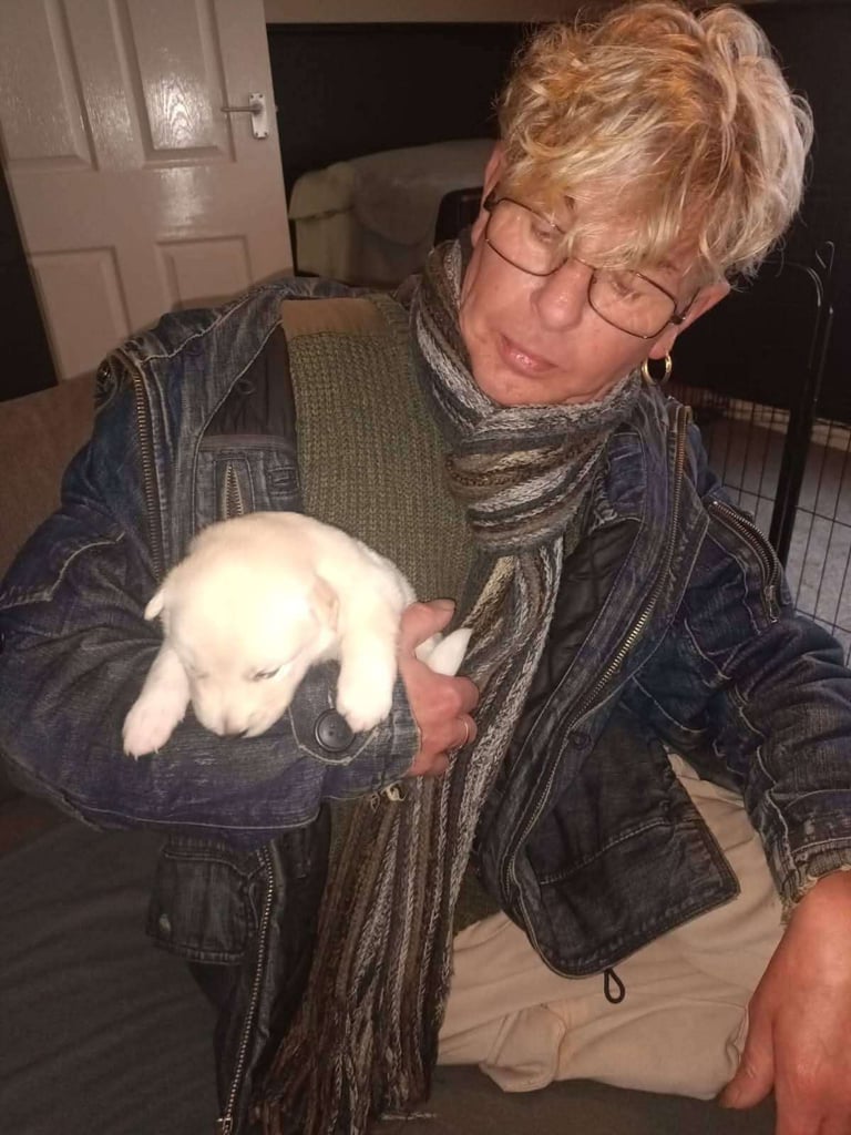 Northern Inuit X apricot German shepherd puppie