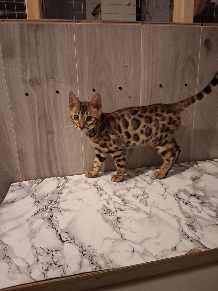 Tica reg. Bengal Kitten