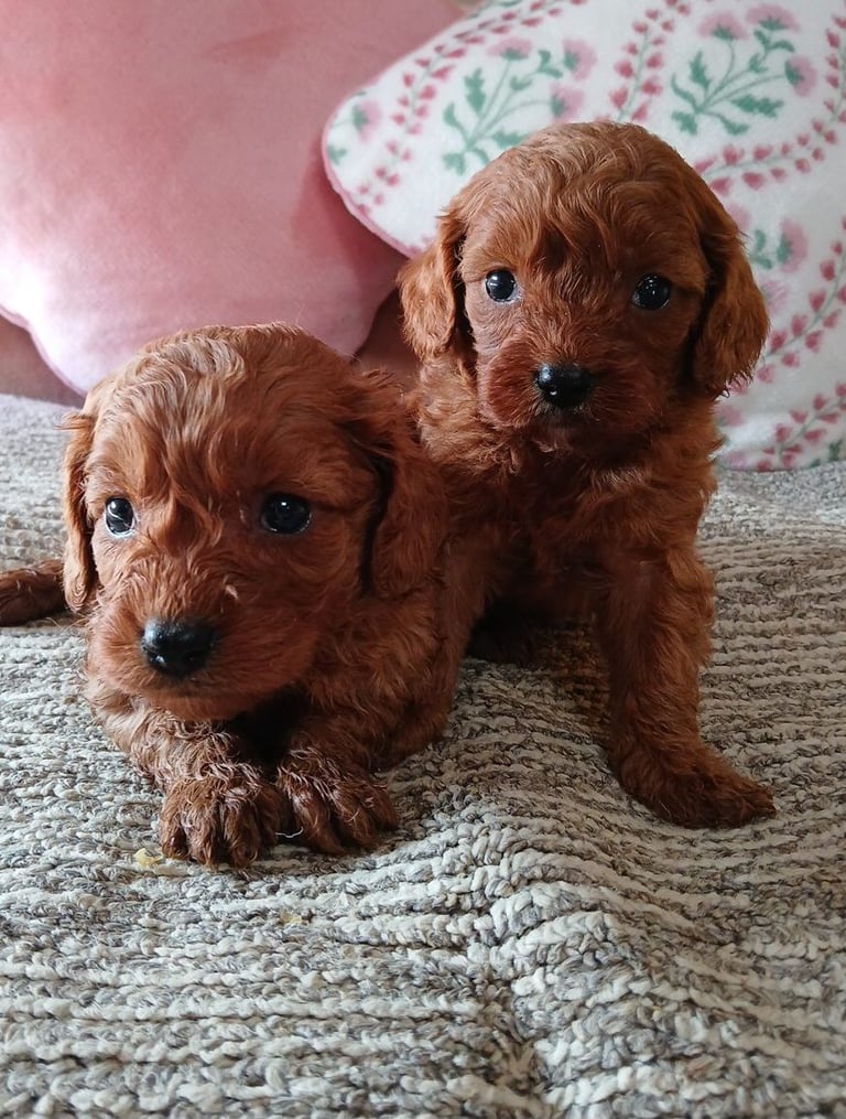 Red Cavapoo puppies for sale