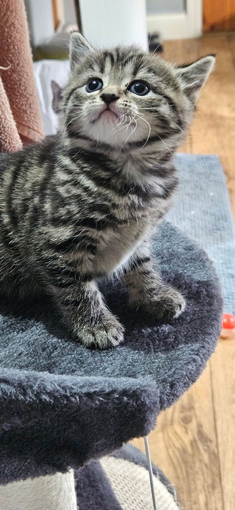  Siberians  long haired kittens 😸  2 GIRLS 1 BOY 