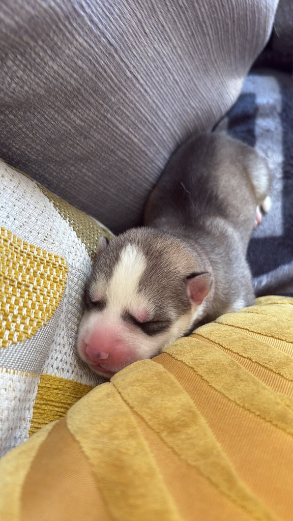 Husky puppies 