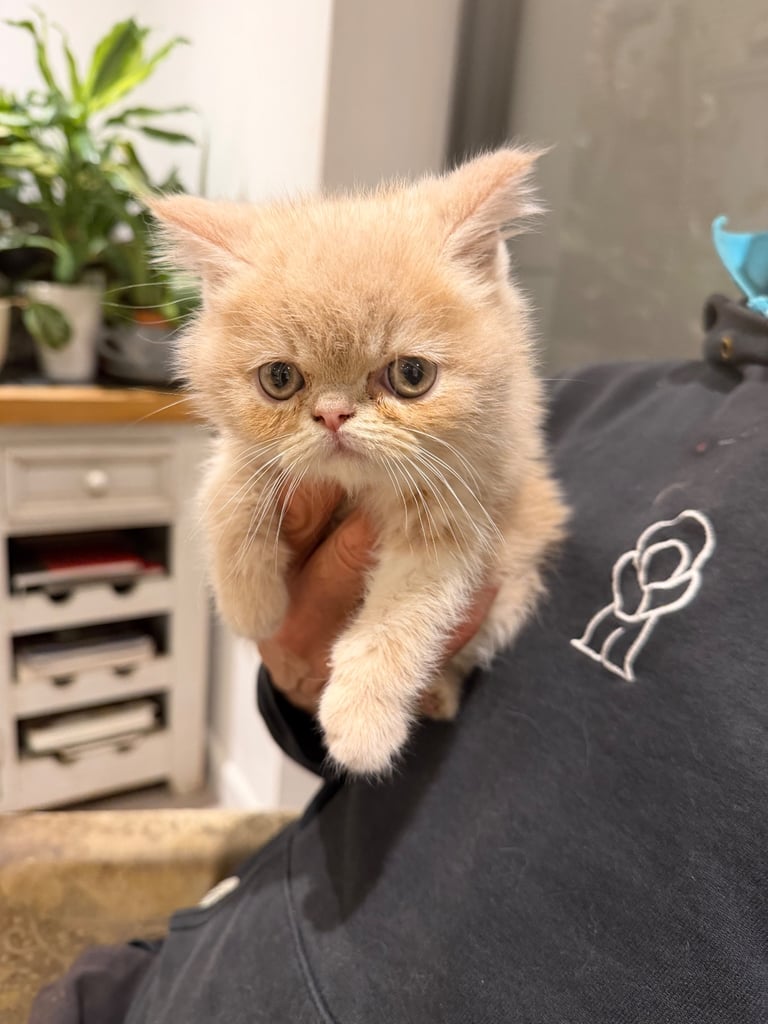 Pure bred Exotic kittens for sale 