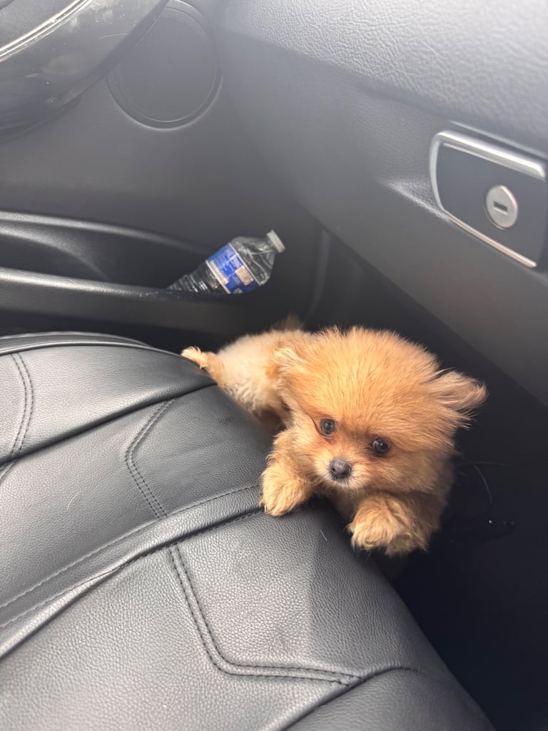 Small teddy Pomeranian puppy boy (brown) 