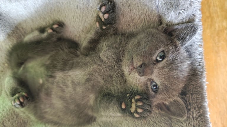 Russian Blue kitten for sale
