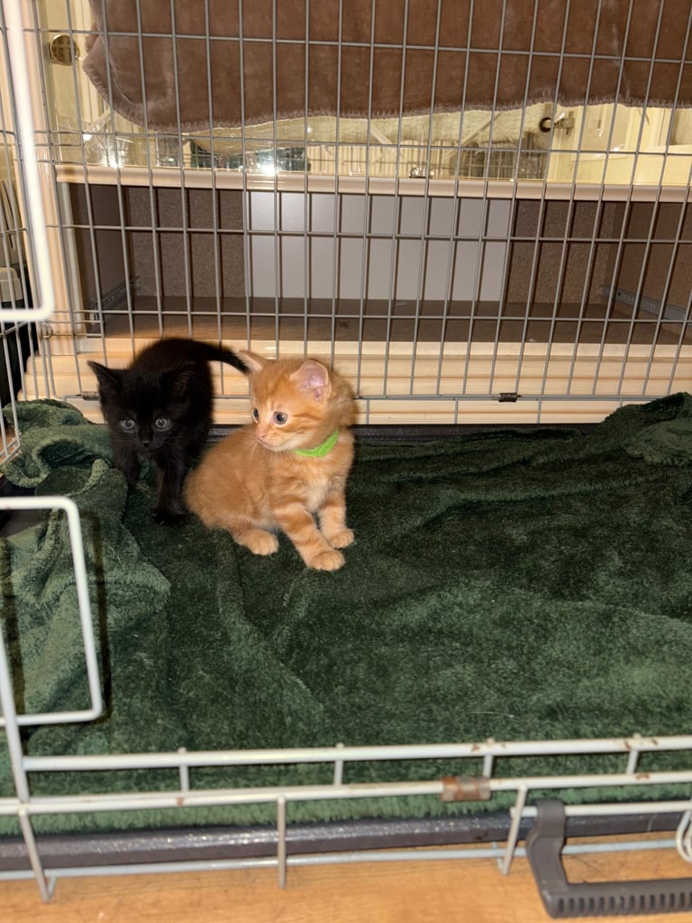 *1 girl kitten left*