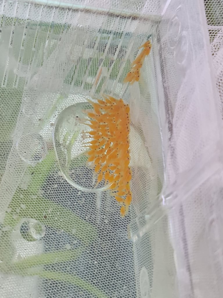 Super Red bristlenose plecos