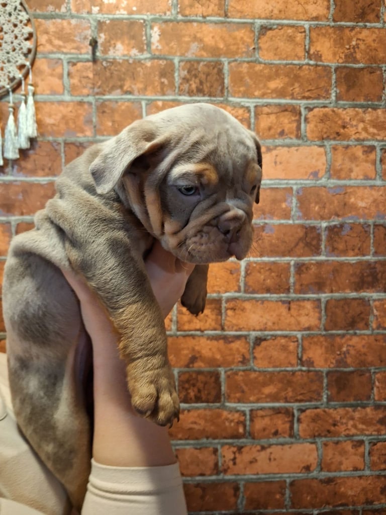 Stunning English Bulldog Puppy Looking For Their Forever Homes