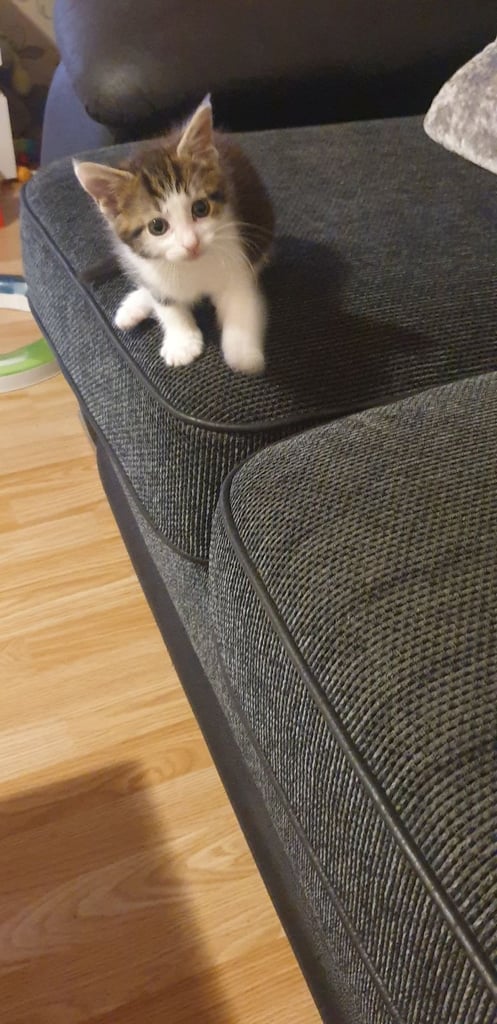 Maine coon kittens 